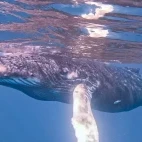 Humpback whale just under the water, on Silver Bank, Dominican Republic.