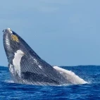 Humpback whale breaching on Silver Bank, Dominican Republic.