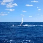 A humpback whale fin slapping, on Silver Bank, Dominican Republic.