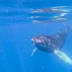 Humpback whale on Silver Bank, Dominican Republic.
