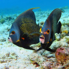 Angelfish in the Dominican Republic