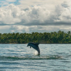 Dolphin in the Dominican Republic