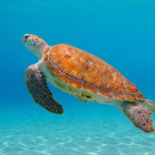 Green sea turtle in the Dominican Republic
