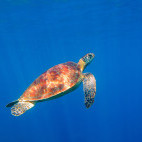Green sea turtle in the Dominican Republic
