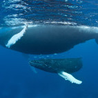 Humpback whale & calf in the Dominican Republic