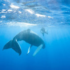 Humpback whale & snorkeller in the Dominican Republic
