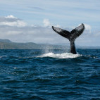 Humpback whale in the Dominican Republic