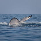 Humpback whale in the Dominican Republic