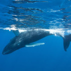 Humpback whale in the Dominican Republic