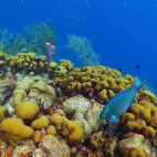 Parrotfish in the Dominican Republic