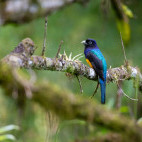 Green-backed trogon