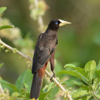 Crested oropendola
