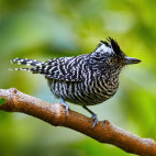 Barred antshrike