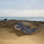 Leatherback turtle