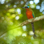Trinidad motmot