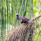 Trinidad piping guan