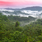Rainforest in Trinidad & Tobago