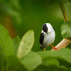 White-bearded manakin