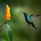 Black-throated mango in Trinidad