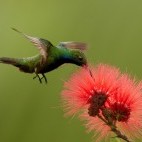 Black-throated mango in Trinidad