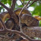 Cook's tree boa in Caroni Swamp, Trinidad.