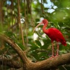 Scarlet ibis in Caroni Swamp, Trinidad