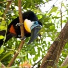 Channel bill toucan in Trinidad