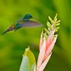 Copper-rumped hummingbird in Trinidad