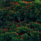 Flock of scarlet ibis in Caroni Swamp, Trinidad