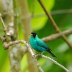 Green honeycreeper in Asa Wright Nature Centre, Trinidad.