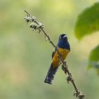 Guanian trogon in Trinidad.