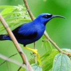 Purple honeycreeper in Asa Wright Nature Centre, Trinidad.