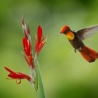 Ruby topaz hummingbird in Trinidad
