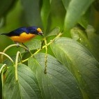Trinidad euphonia in Asa Wright Nature Centre, Trinidad