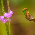 Tufted coquette in Trinidad