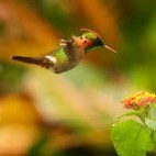 Tufted coquette in Trinidad