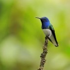 White-necked jacobin in Trinidad