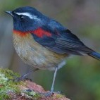 Collared bush robin in Alishan National Park, Taiwan