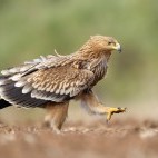 Eastern imperial eagle