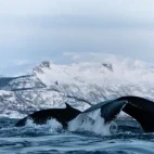 Pair of humpback whales in Norwegian Arctic waters.