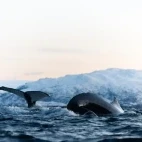Whales coursing through the water, one with its tail in the air in Norway.