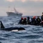 A Zodiac with snorkellers observing an orca in Norway
