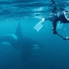 Snorkeller swimming with an orca in Norway.