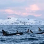 A pod of orca in Norway.