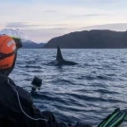 Snorkeller watching an orca in Norway.