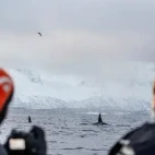 Two snorkellers enjoying the view of the orca from a Zodiac in Norway.