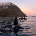 Orca in Norway, with onlookers on a Zodiac in the background.