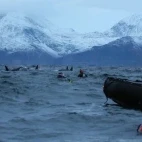 Snorkellers enjoying time with the whales in Norway.