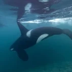 Orca underwater in Norway.