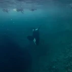 View of an orca underwater, with snorkellers looking down on the surface in Norway